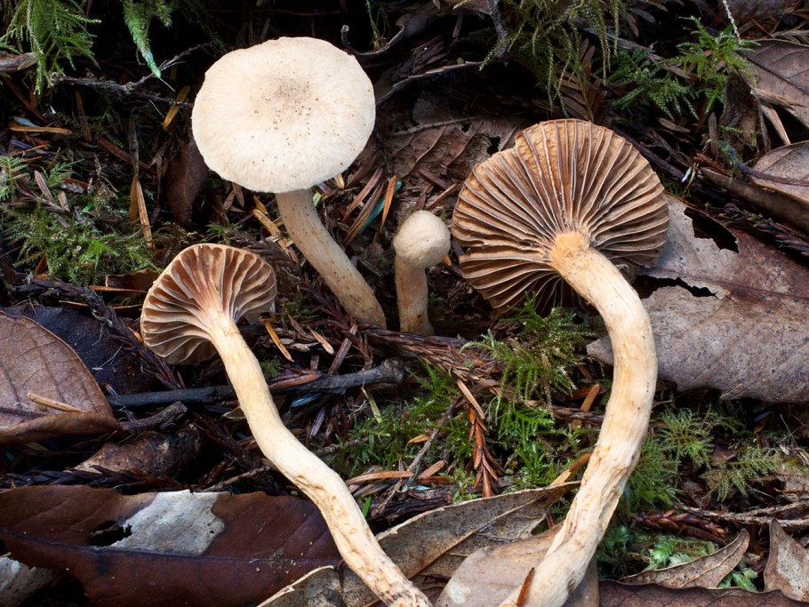 Гриб мокруха войлочная