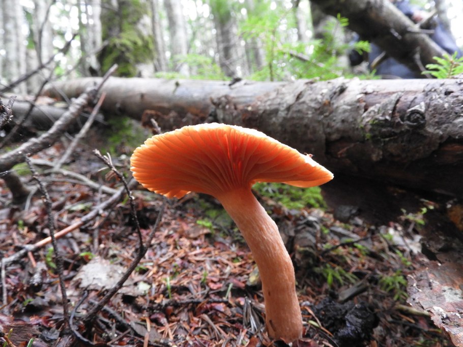 Мокруха Еловая гриб