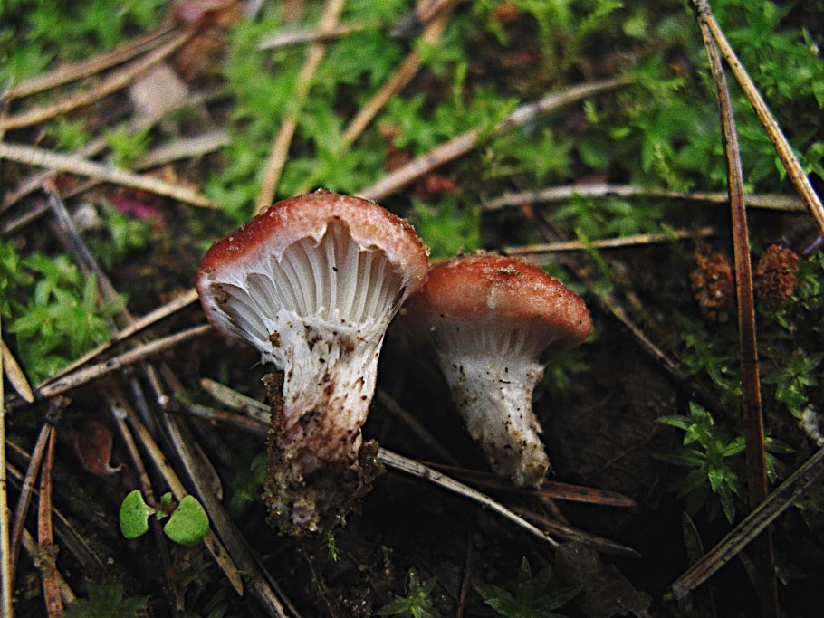 Мокруха пурпурная гриб