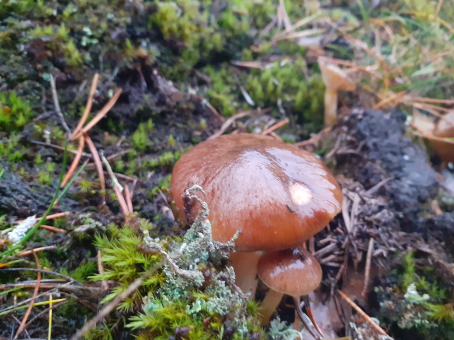 Мокруха желтоногая