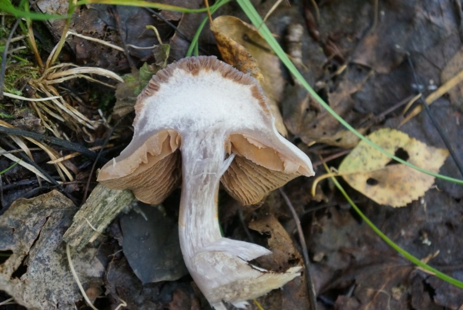 Пластинчатый гриб мокруха