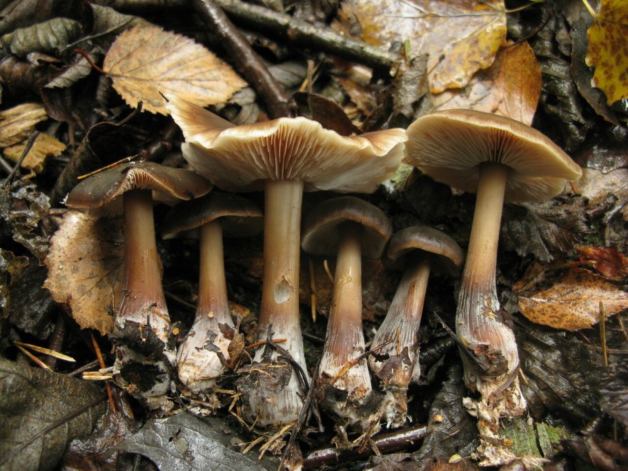 Опенок серопластинчатый hypholoma capnoides
