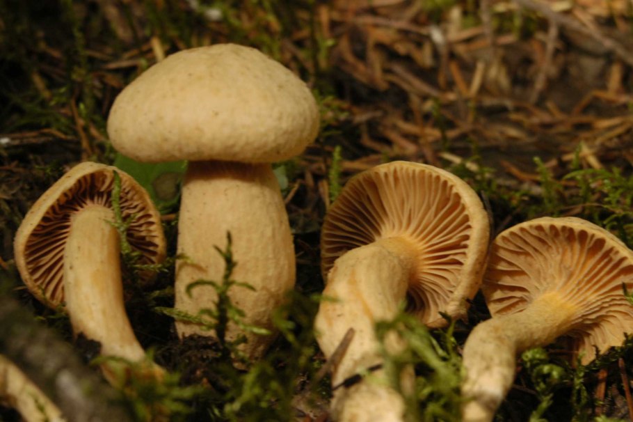 Мокруха желтоножковая