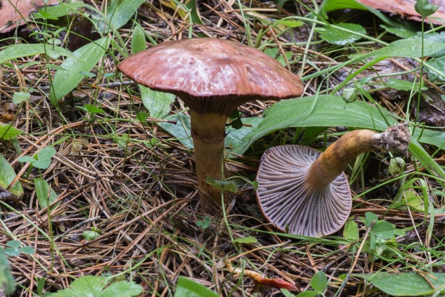 Мокруха пурпуровая (chroogomphus rutilus)