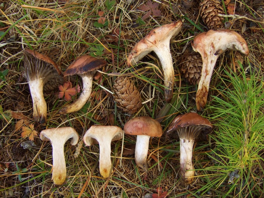 Грибы семейство Мокруховые