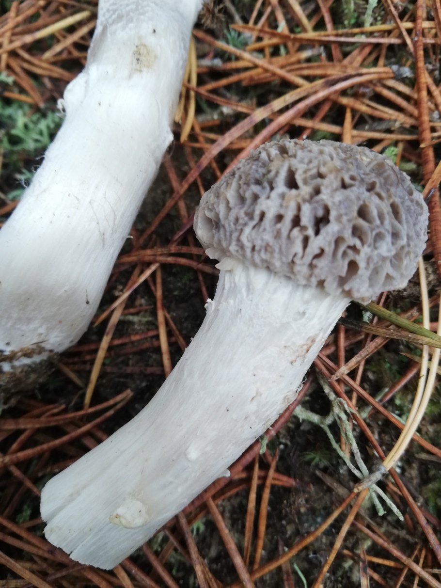 Гриб мокруха войлочная