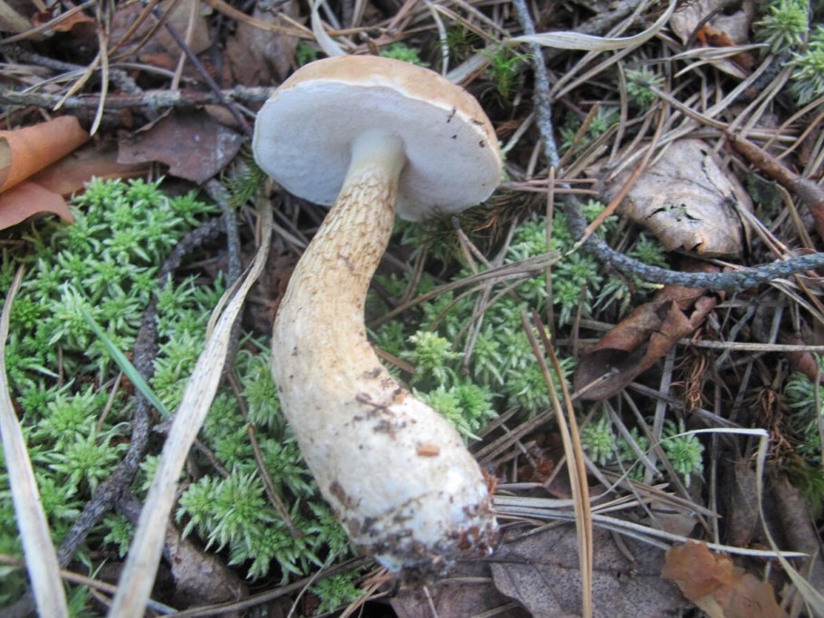 Трубы смерти грибы