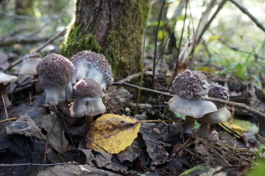 Мокруха Еловая клейкая