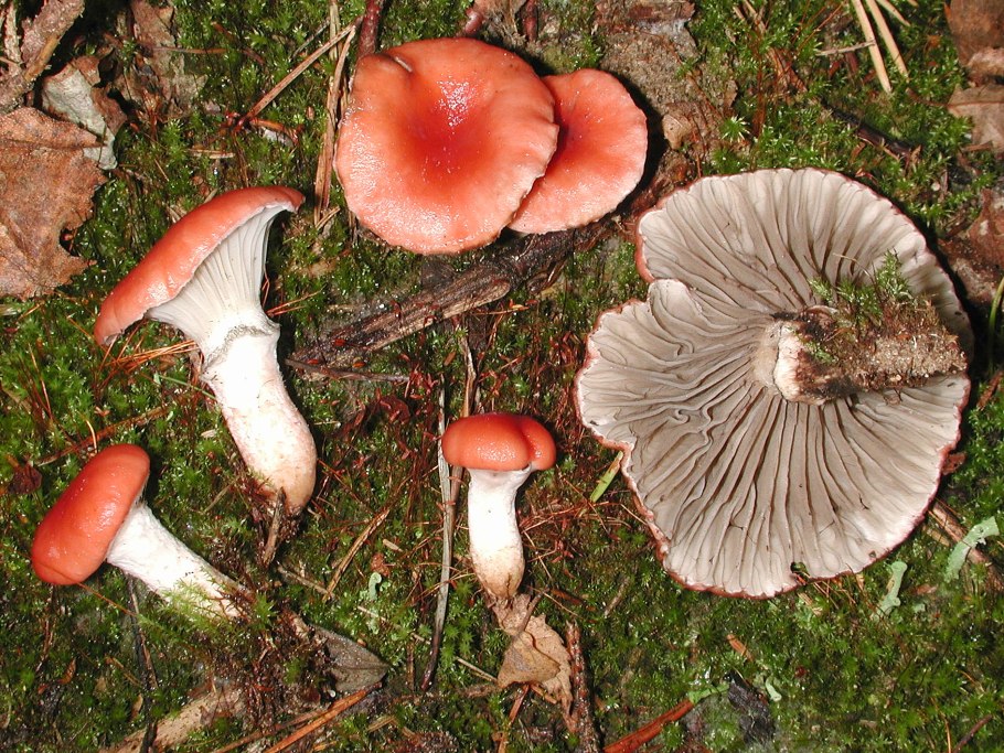 Мокруха Еловая