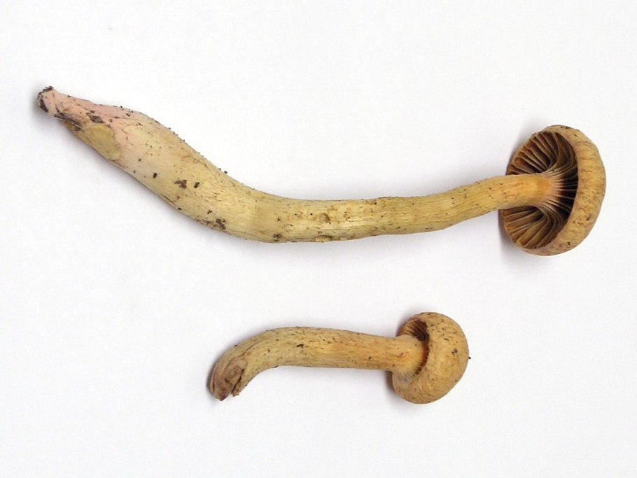 Мокруха розовая гриб