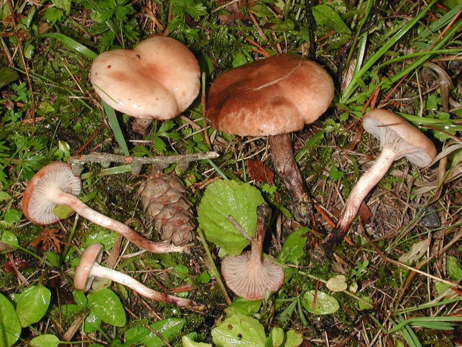 Мокруха Еловая масленок