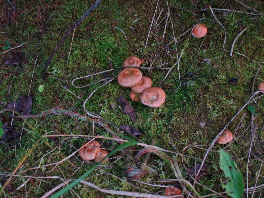 Рыжик сосновый боровой lactarius deliciosus