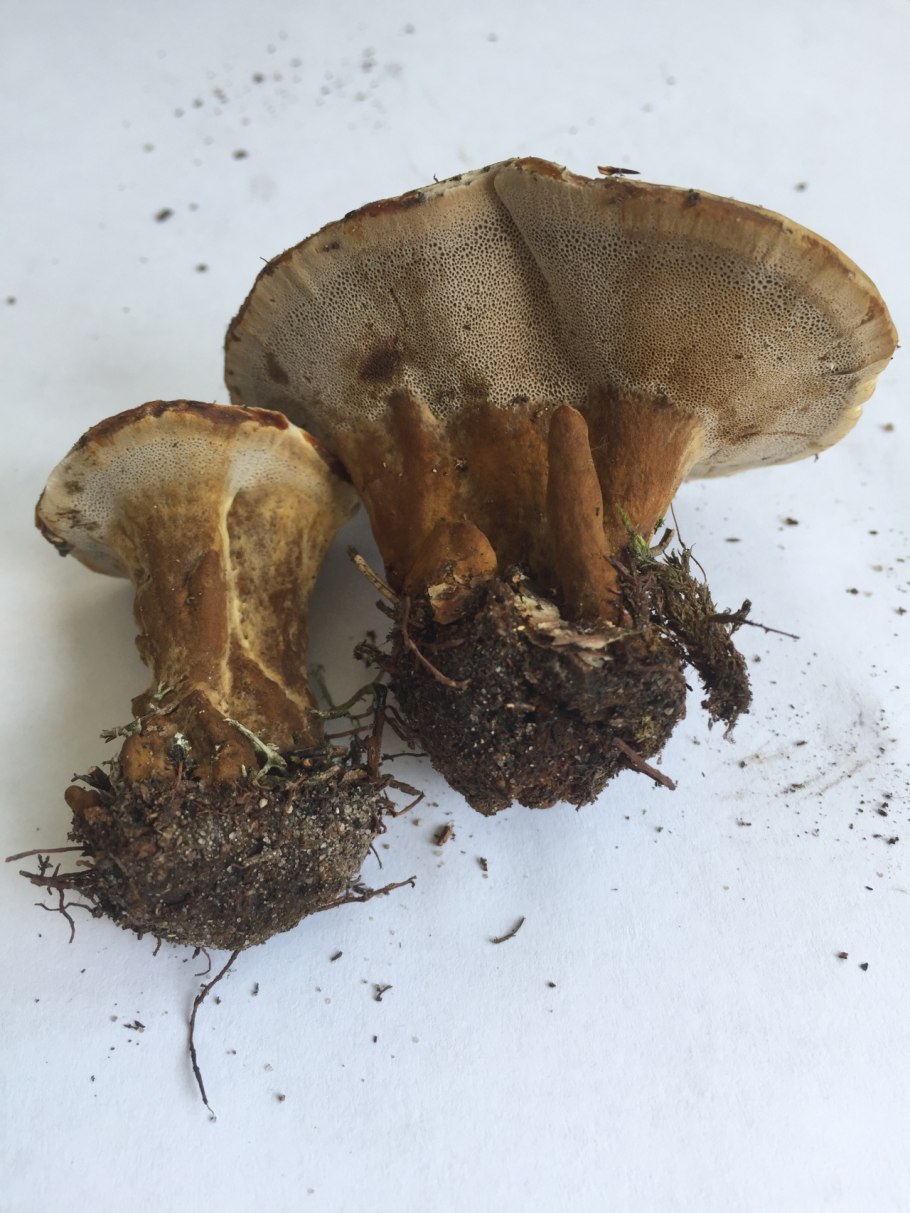 Мокруха желтоногая