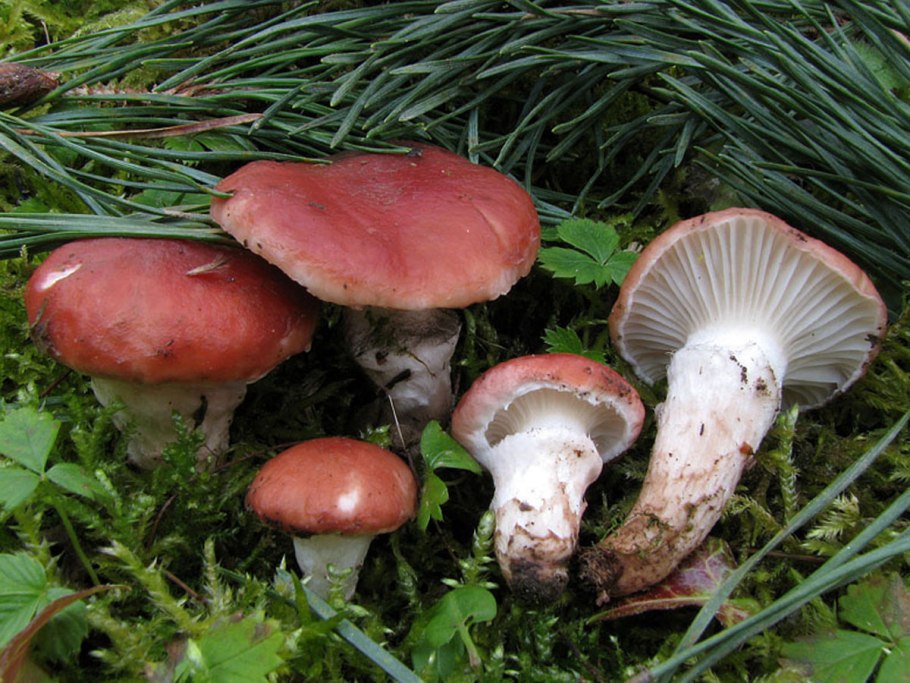 Мокруха Еловая съедобность