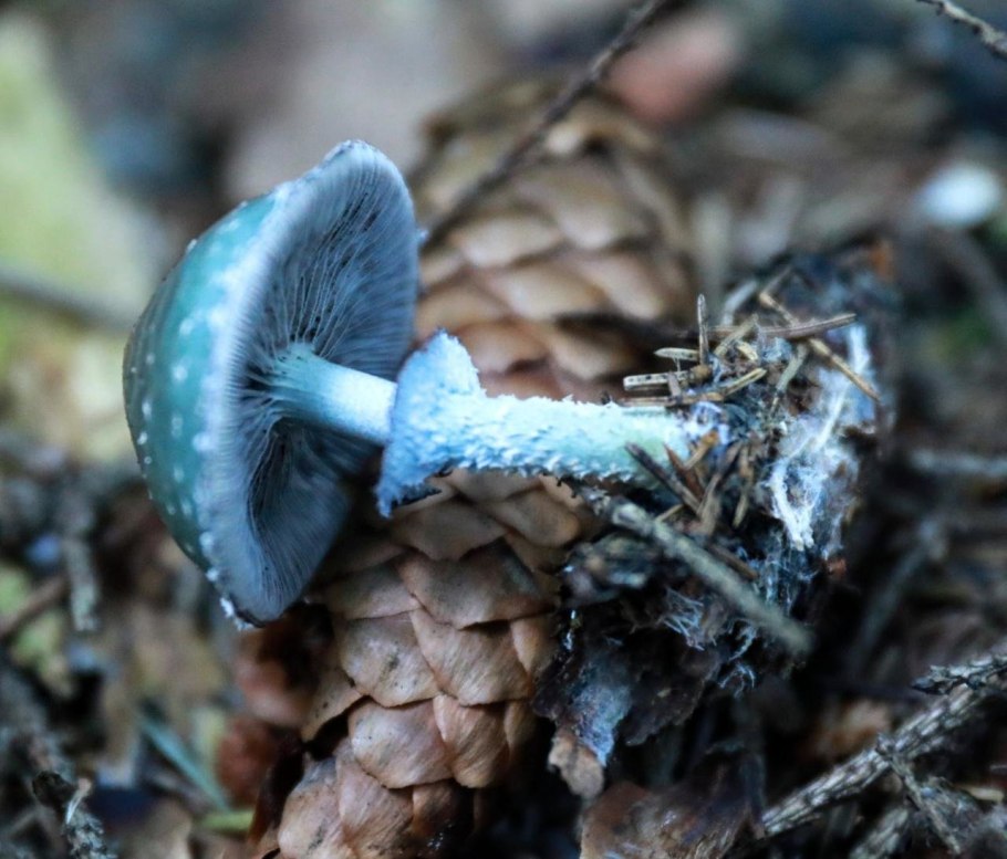 Строфария небесно-синяя Stropharia