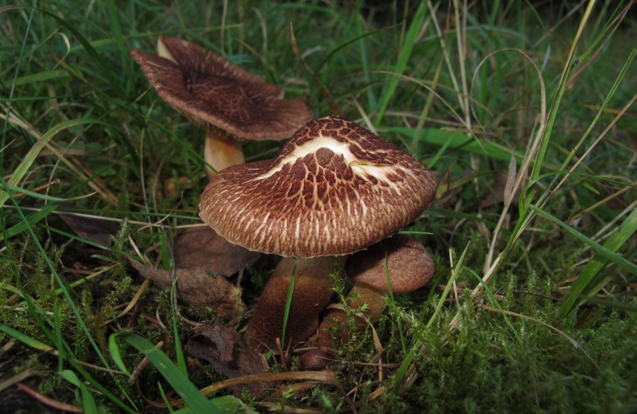 Рядовка землистая Tricholoma terreum