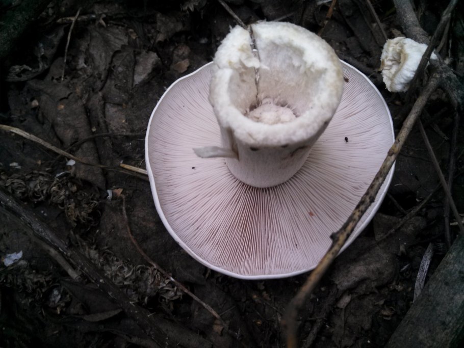 Tricholoma sejunctum