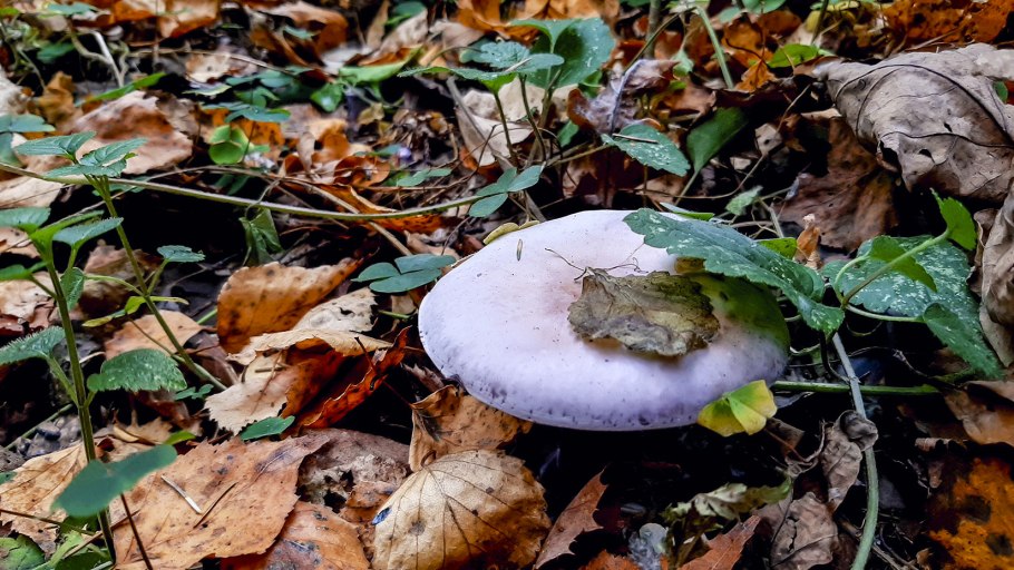 Tricholoma Vaccinum