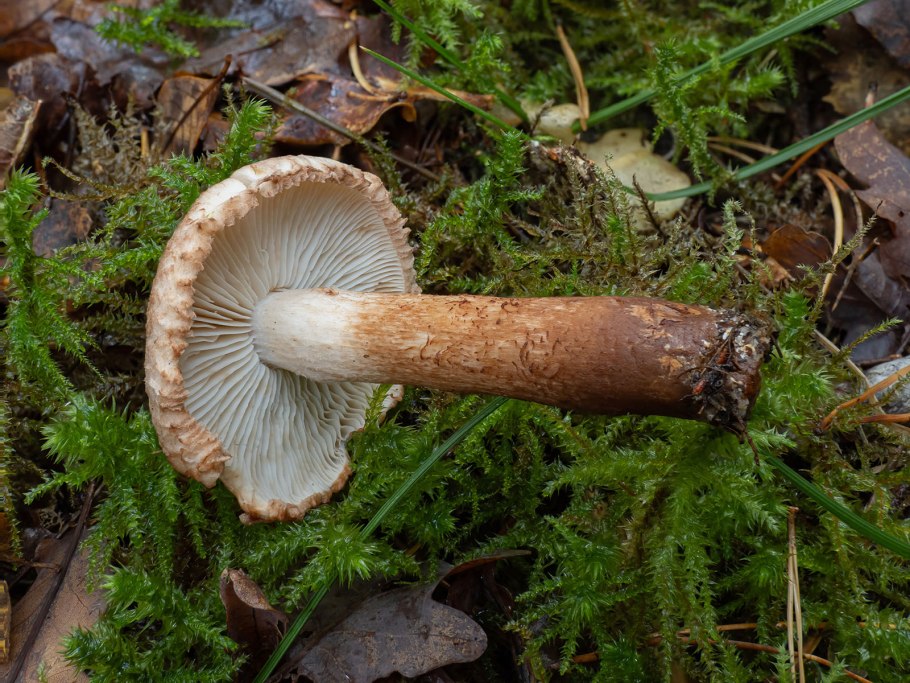 Рядовка бородатая Tricholoma Vaccinum