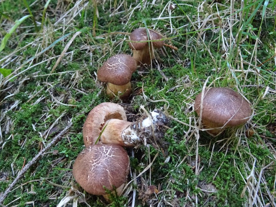 Рядовка бородатая Tricholoma Vaccinum
