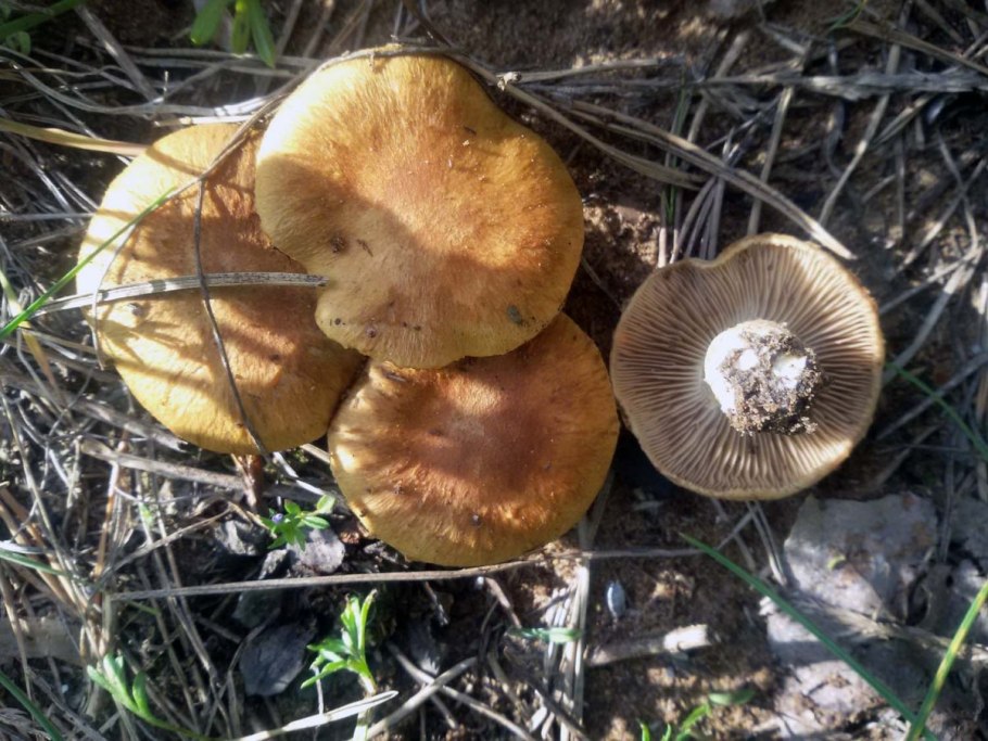 Рядовка пятнистая (Tricholoma pessundatum)
