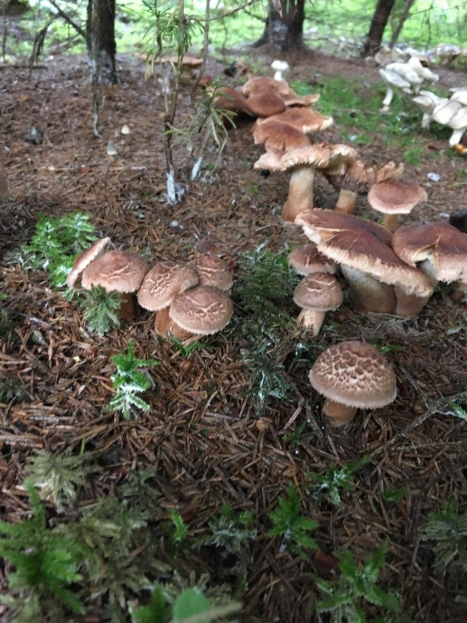 Tricholoma Vaccinum