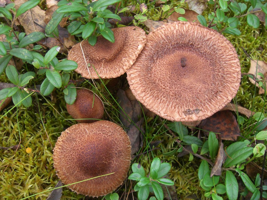 Рядовка бородатая Tricholoma Vaccinum