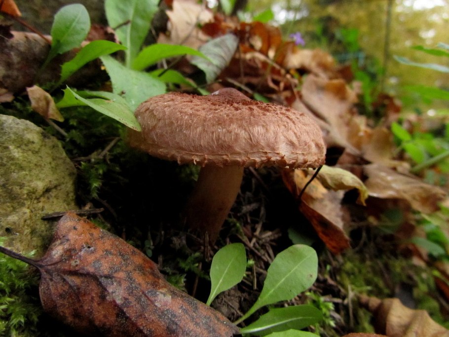 Рядовка коричневая Tricholoma imbricatum