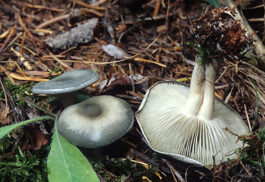 Говорушка душистая (Clitocybe odora)