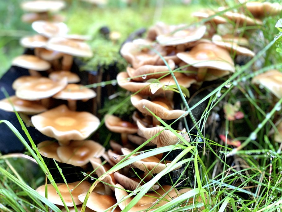 Говорушка ворончатая