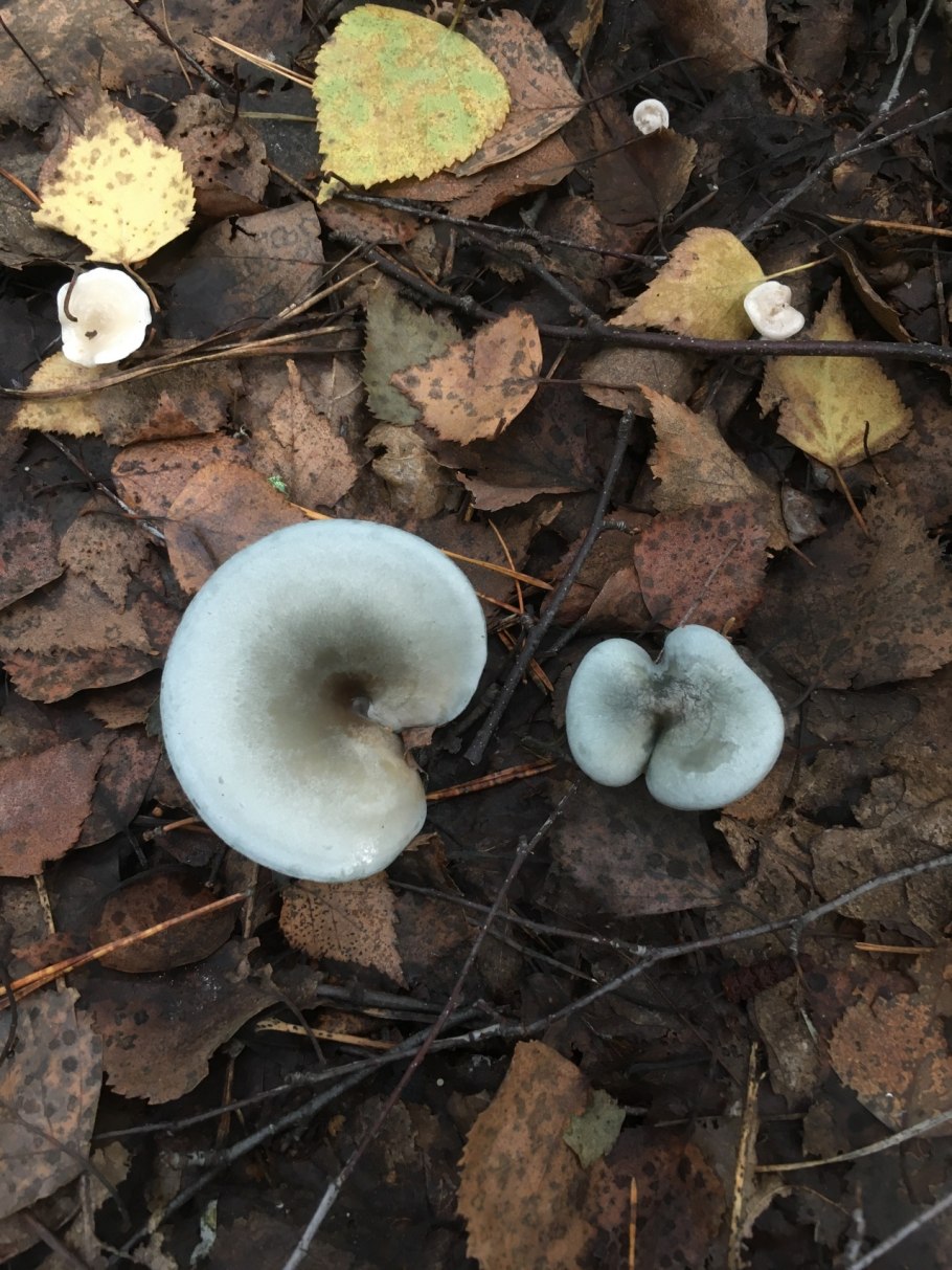 Говорушка душистая (Clitocybe odora)