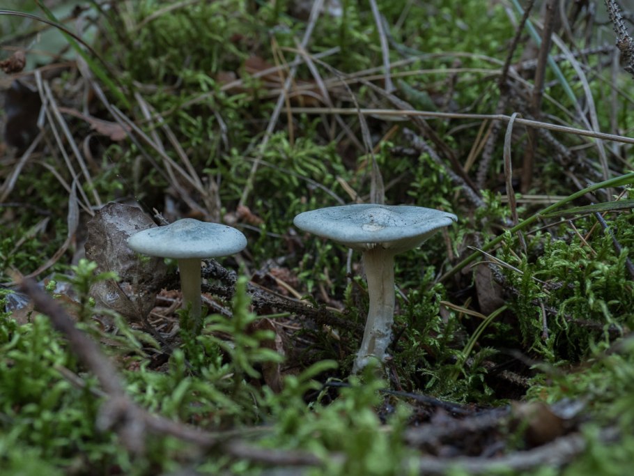 Вешенка говорушка