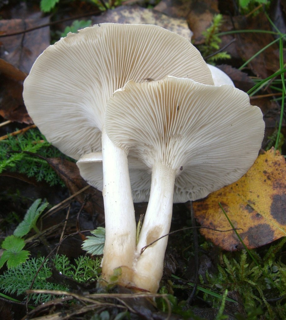 Говорушка ворончатая (Clitocybe Gibba)