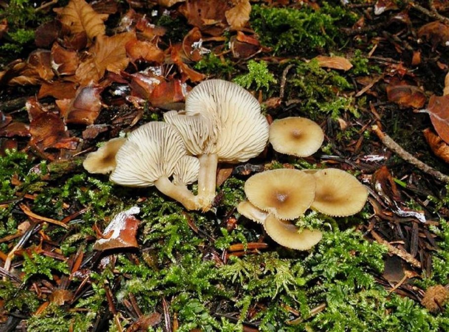 Говорушка беловатая