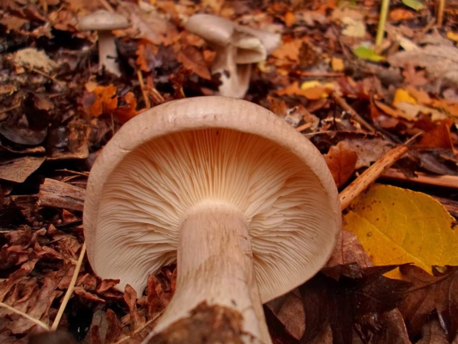 Говорушка беловатая (Clitocybe rivulosa)