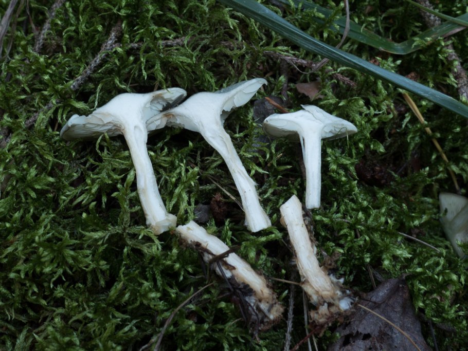 Говорушка беловатая съедобный гриб