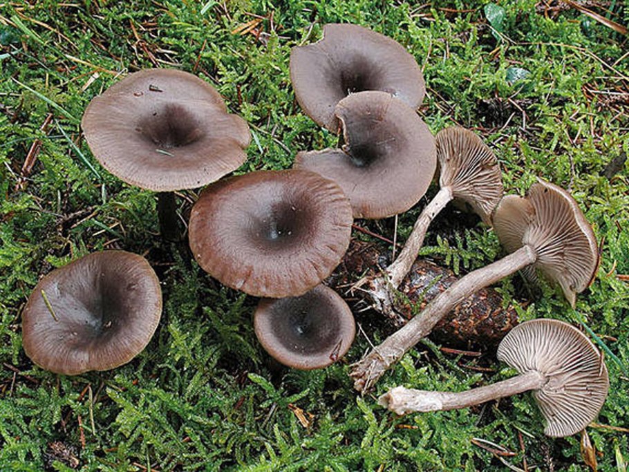 Говорушка бокаловидная pseudoclitocybe cyathiformis