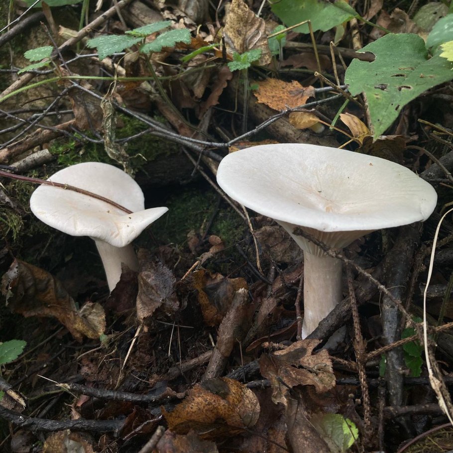 Говорушка подогнутая clitocybe geotropa