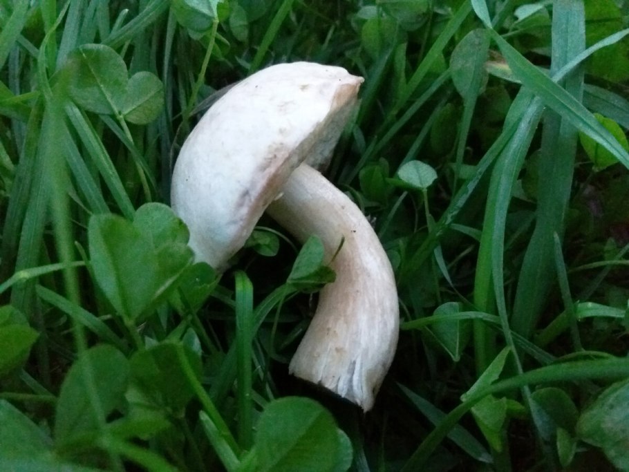 Подберезовик белый