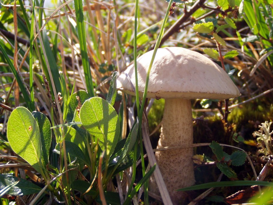 Подосиновик обыкновенный