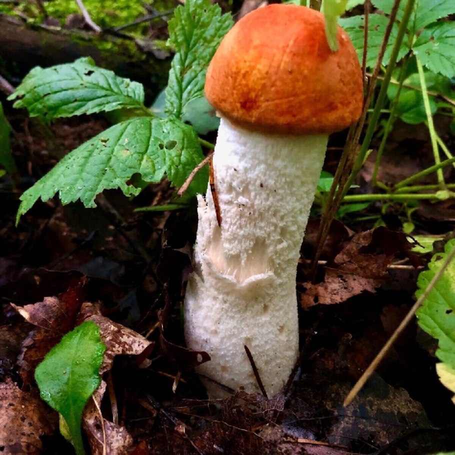 Подосиновик красноголовик