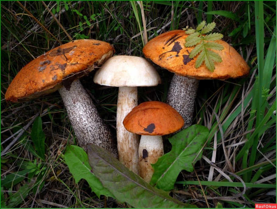 Гриб красноголовик