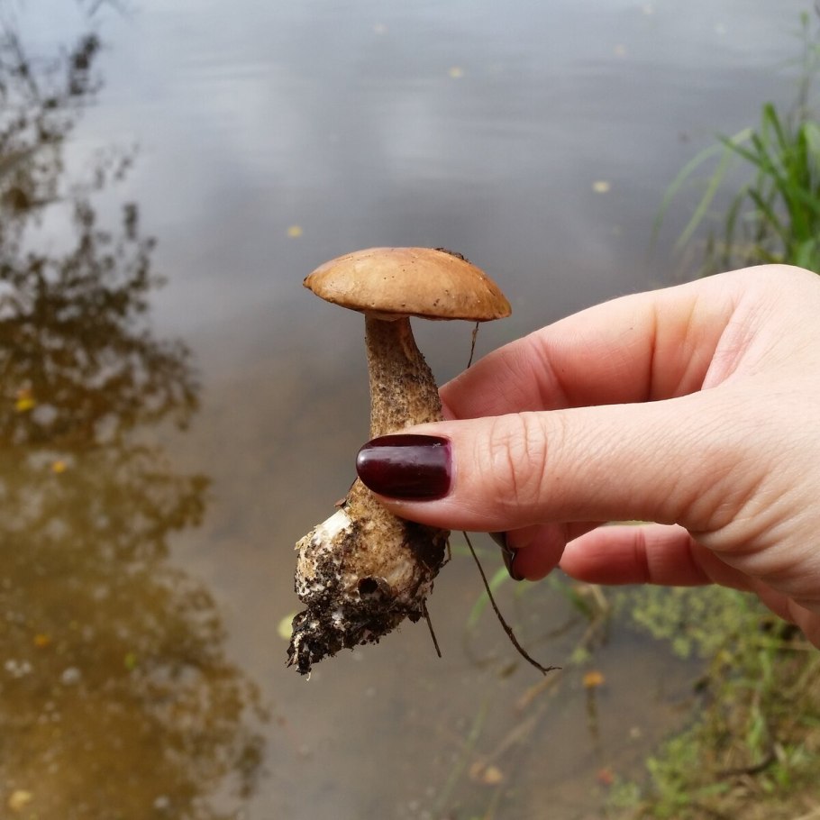 Гриб подберезовик ложный