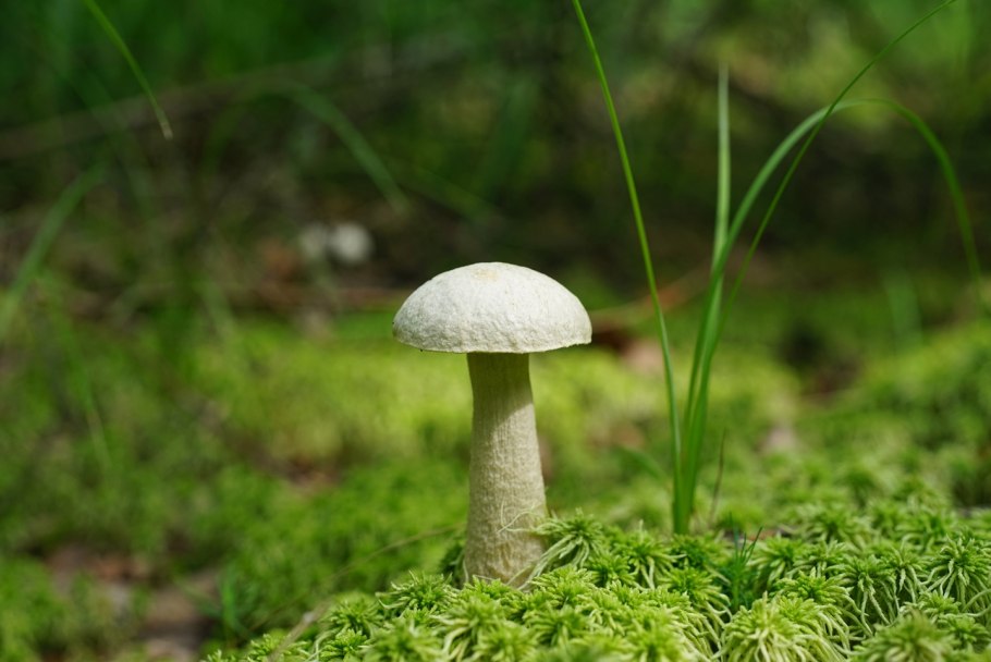 Белый болотный подберезовик