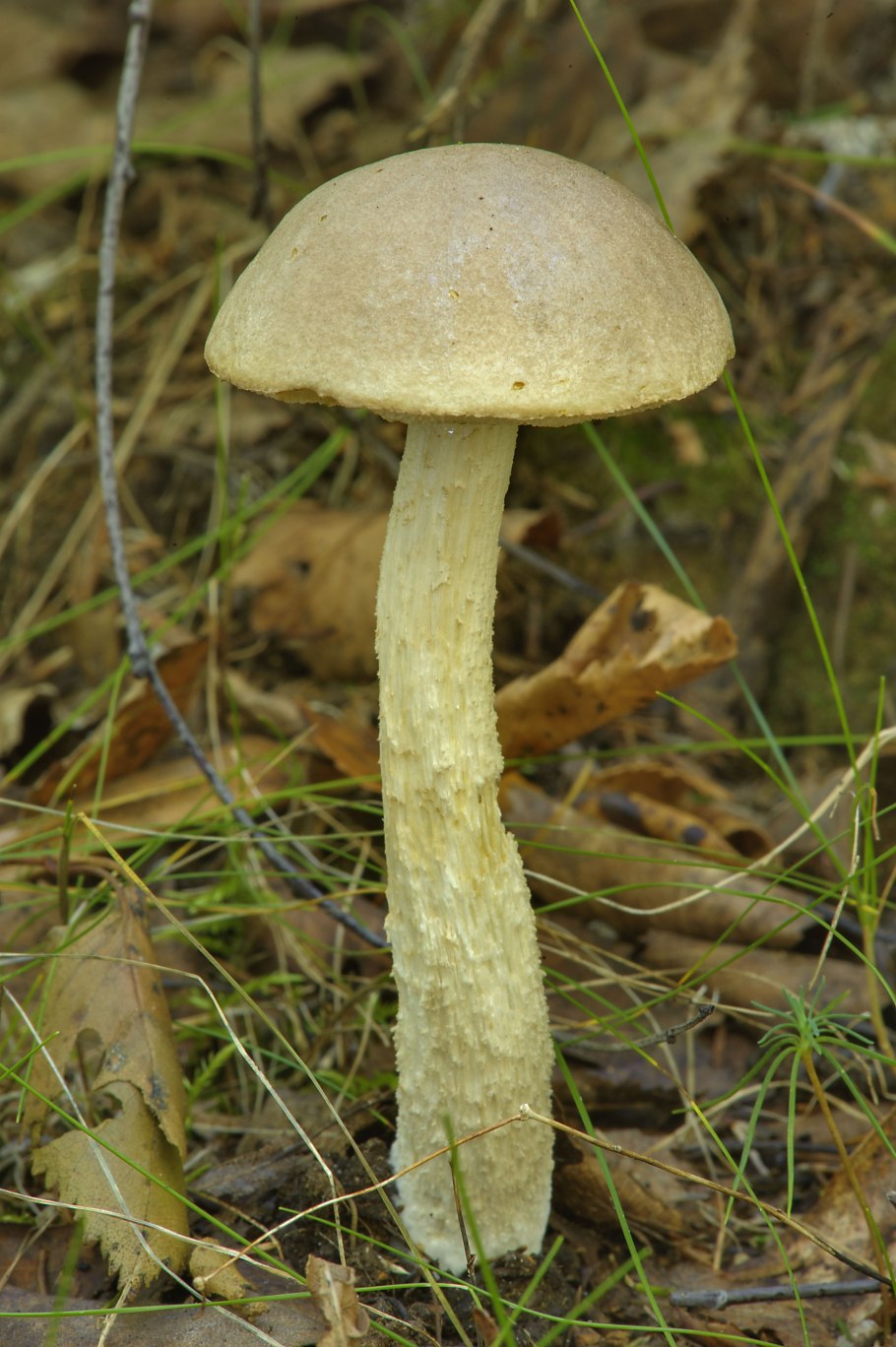 Гриб подберезовик