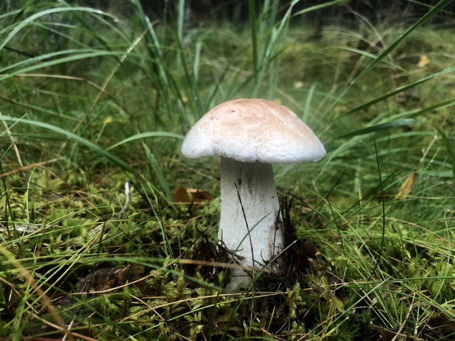 Подберезовик белый