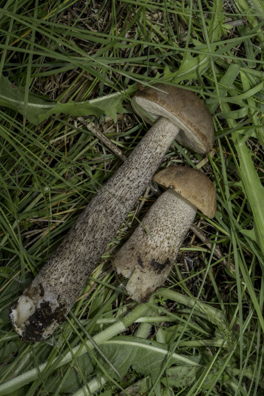 Подберёзовик жестковатый leccinum duriusculum