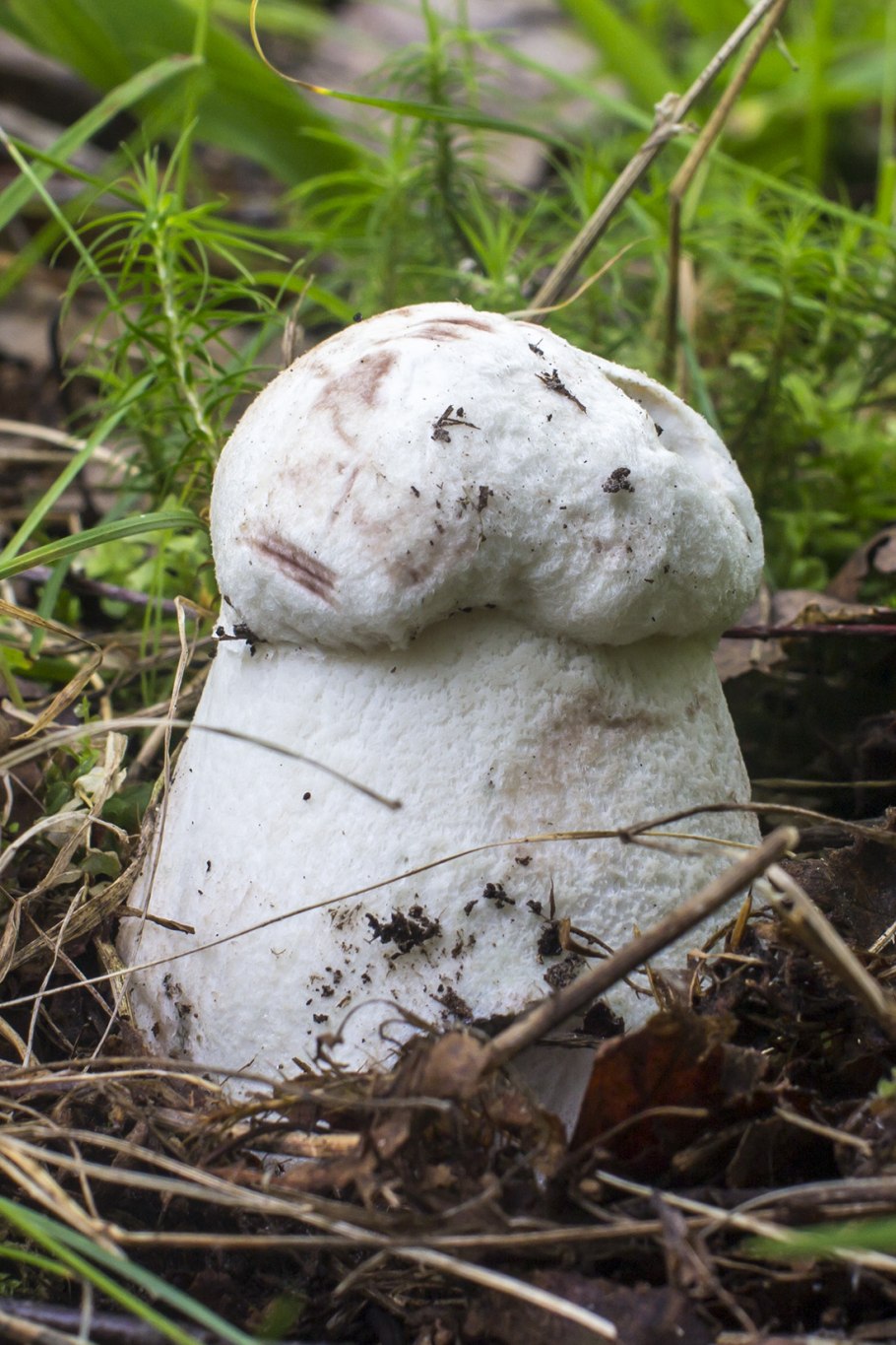 Осиновик белый подосиновик