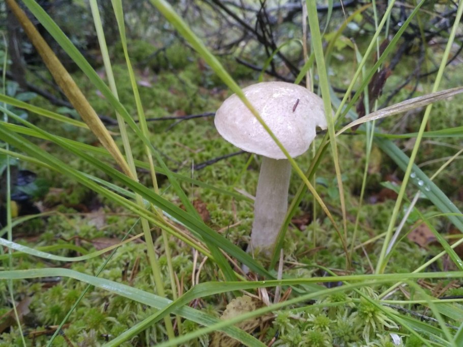 Подберёзовик болотный