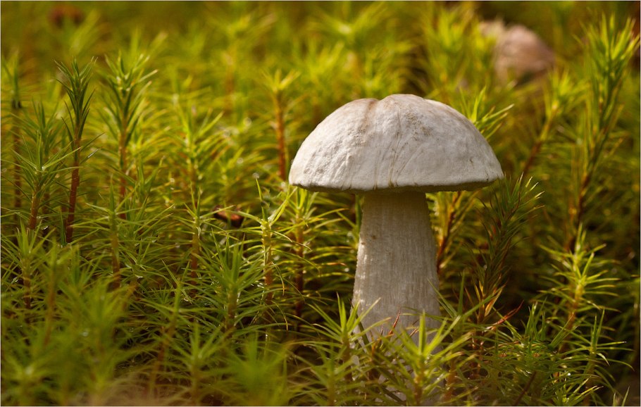 Подберезовик альбинос